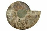 Very Large, Cut & Polished Ammonite Fossil - Madagasar #238786-3